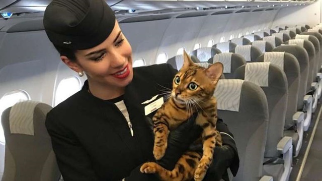 Campanha pede que animais de estimação viajem no avião junto com os donos