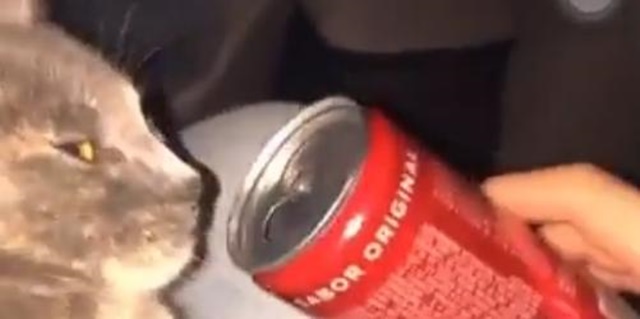 Jovem gera revolta na internet após supostamente drogar gato com ‘loló’