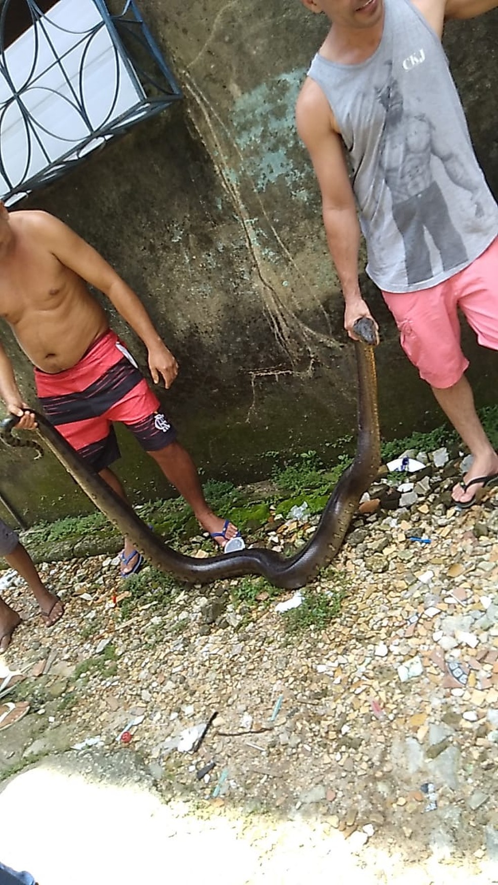 Moradores capturam cobra de quase 3 metros presa dentro de tubulação de uma casa.